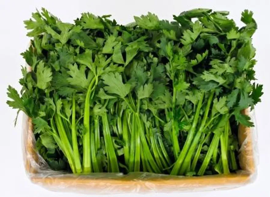 야채왕 쌈샐러리 2kg 박스(1.8kg~2kg) 이미지