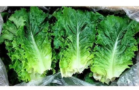 야채왕 로메인 레터스 상추 쌈채소 2kg박스(1.8kg~2kg)