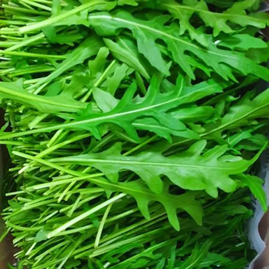 야채왕 와일드루꼴라 베이비루꼴라 1kg (0.9kg~1kg) 박스 이미지