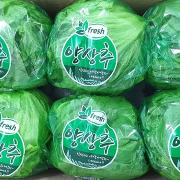 야채왕 양상추 12통 (1박스)