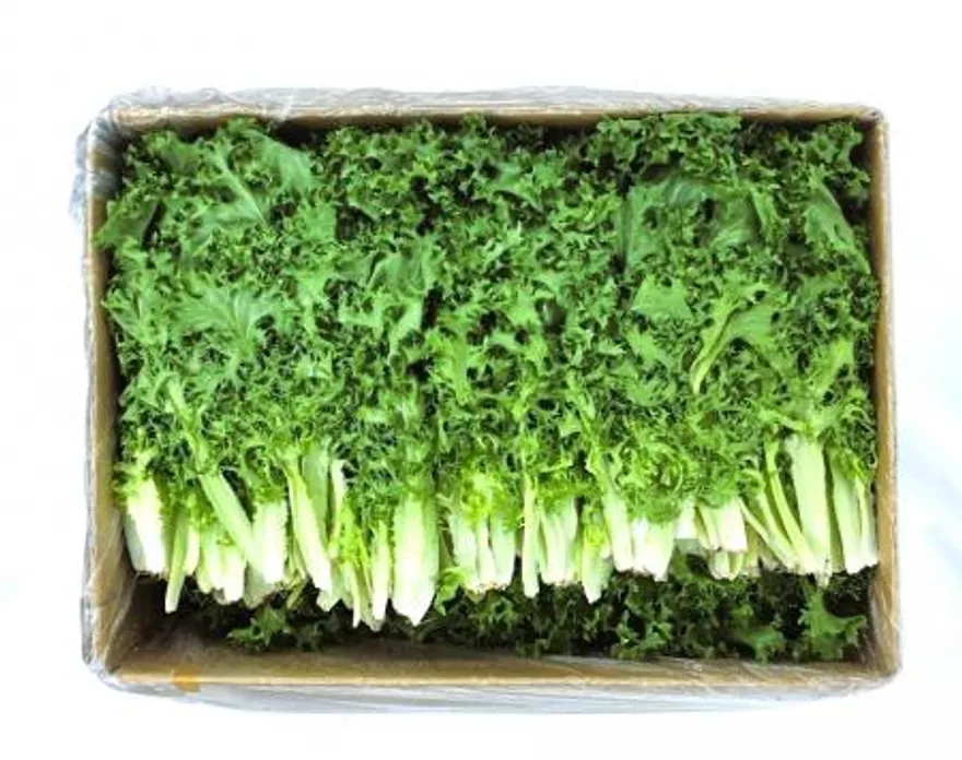야채왕 치커리 2kg (1.8kg~2kg) 박스 이미지