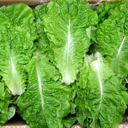 야채왕 청상추 4kg 쌈채소 무료배송