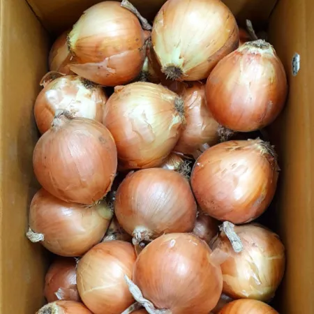 야채왕 싱싱한 양파 10kg