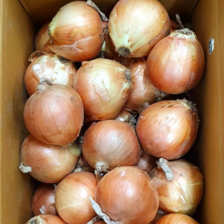 야채왕 싱싱한 양파 10kg 이미지