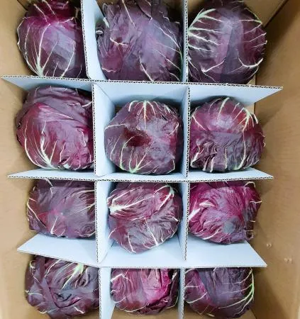 야채왕 라디치오 12통(약3kg 내외) 이미지