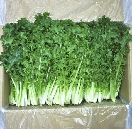 야채왕 치커리 2kg (1.8kg~2kg) 박스 이미지