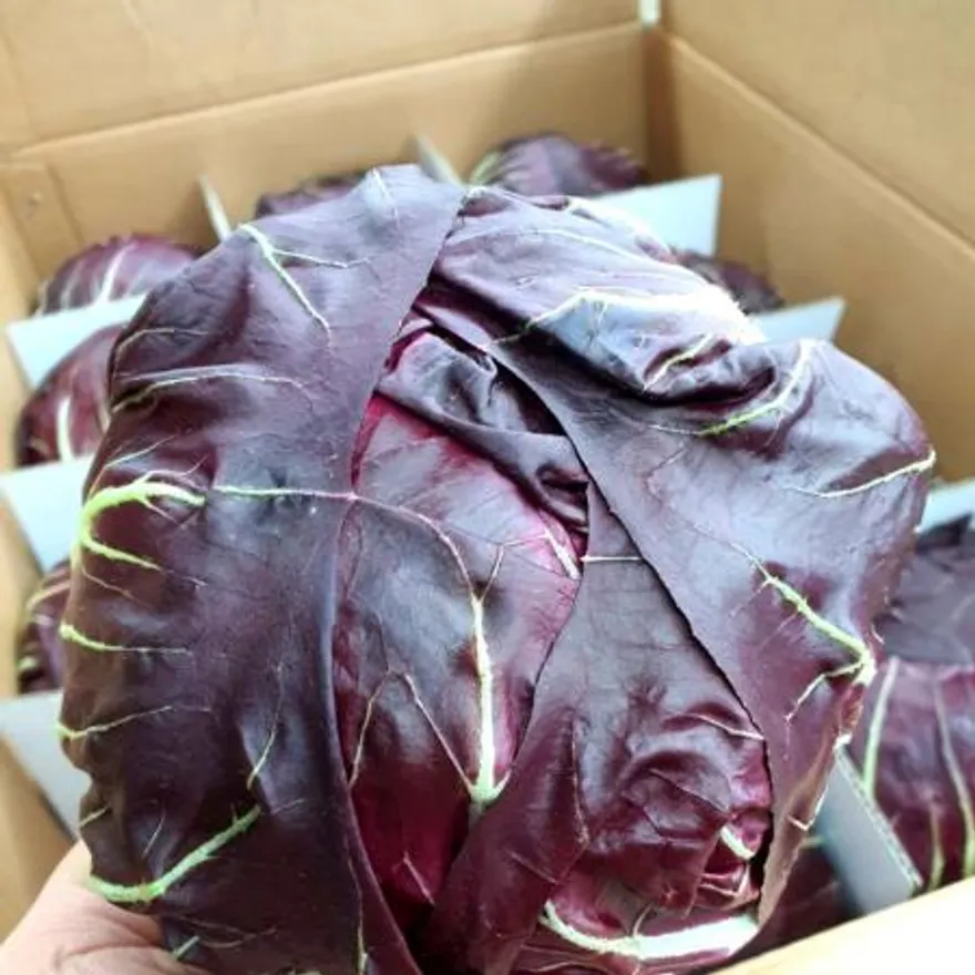 야채왕 라디치오 12통(약3kg 내외) 이미지