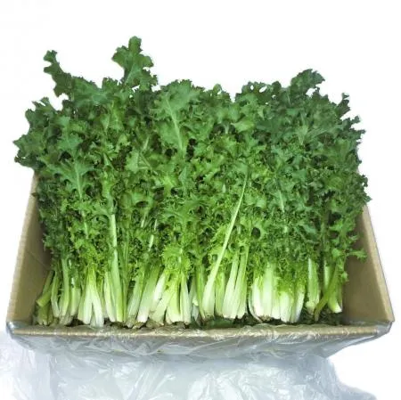 야채왕 치커리 2kg (1.8kg~2kg) 박스 이미지