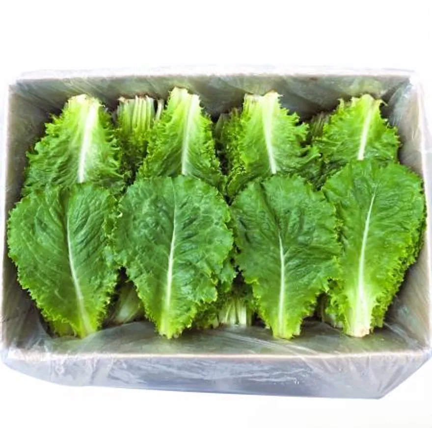 야채왕 청상추 4kg 쌈채소 이미지