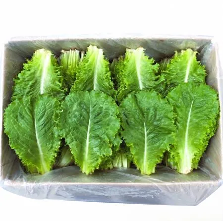 야채왕 청상추 4kg 쌈채소 이미지