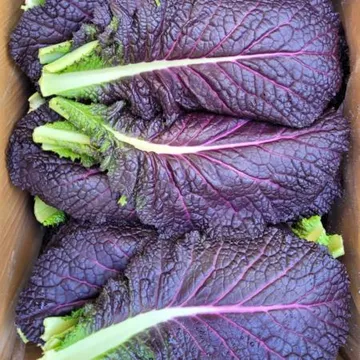 야채왕 적겨자 2kg (1.8kg~2kg)박스