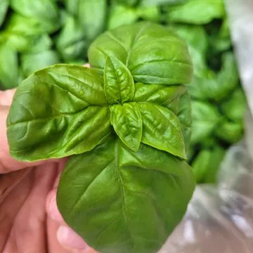 야채왕 바실 100그램 생잎허브 바질페스토 100g