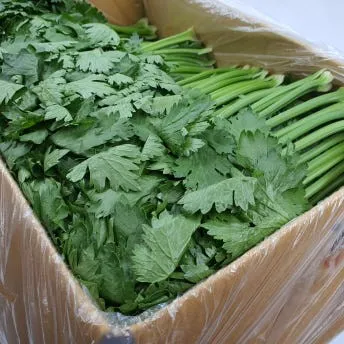야채왕 쌈샐러리 2kg 박스(1.8kg~2kg) 이미지