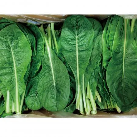 야채왕 치콘 2kg 빨간잎채소 쌈치콘(1.8kg~2kg) (여름에는 푸른색) 박스 이미지