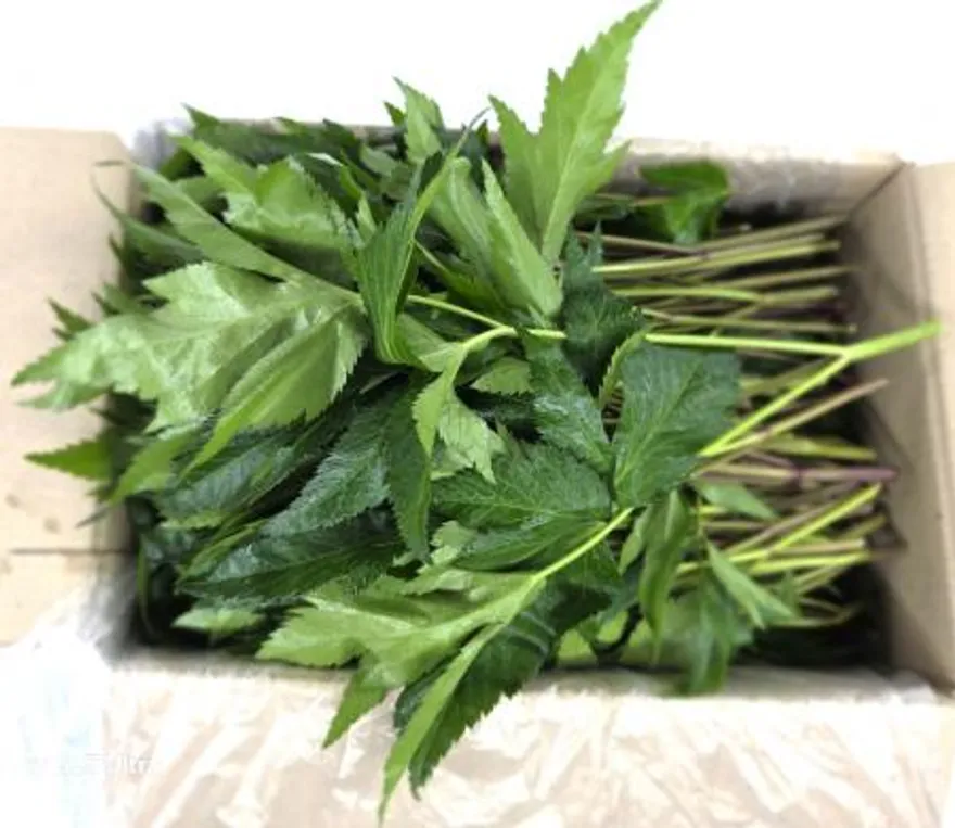 야채왕 당귀 당귀잎 1kg (0.9kg~1kg) 박스 이미지