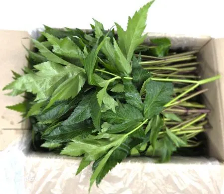 야채왕 당귀 당귀잎 1kg (0.9kg~1kg) 박스 이미지
