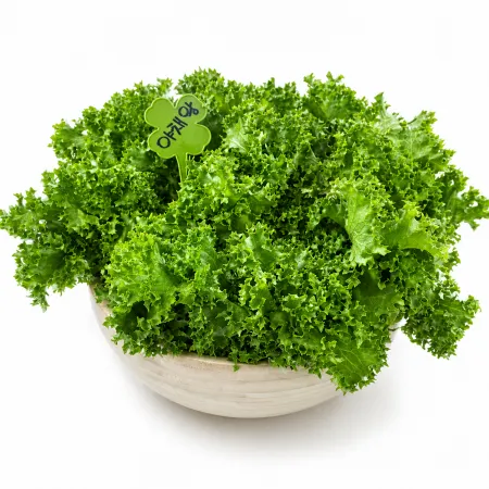 야채왕 치커리 1kg