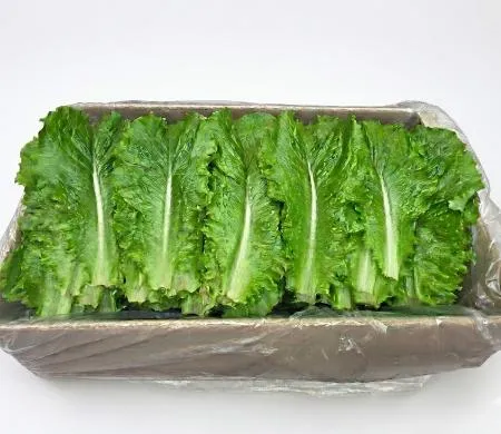 야채왕 청상추 4kg 쌈채소 이미지