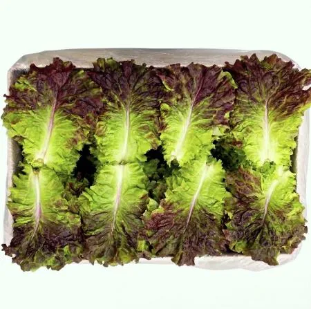 야채왕 적상추 꽃상추 4kg(3.7kg~4kg) 박스 이미지