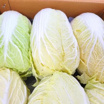 야채왕 알배추 알배기 쌈배추 12통 박스 무료배송 6kg 이상