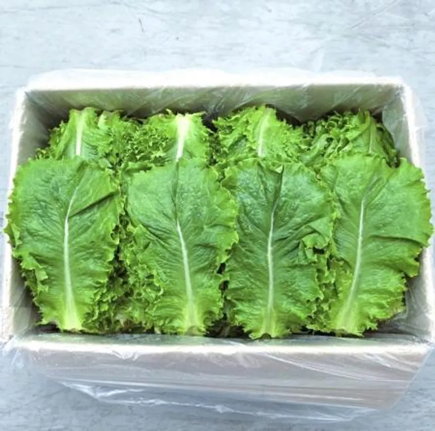 야채왕 청상추 4kg 쌈채소 이미지