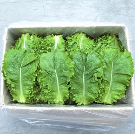 야채왕 청상추 4kg 쌈채소 이미지