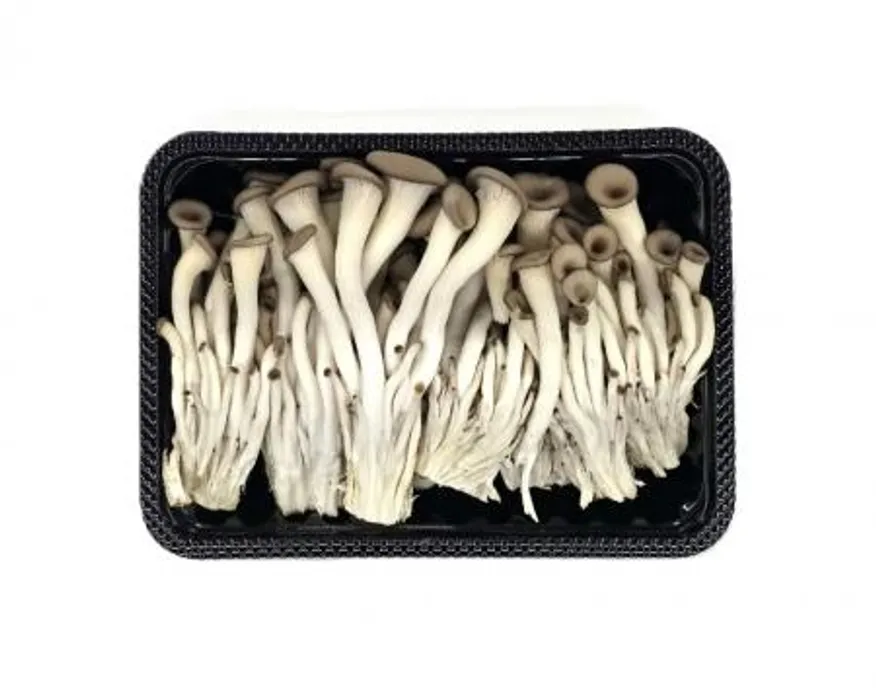 느타리 버섯 10팩 박스(개당 약200g) 이미지