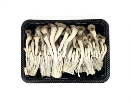 느타리 버섯 10팩 박스(개당 약200g) 이미지