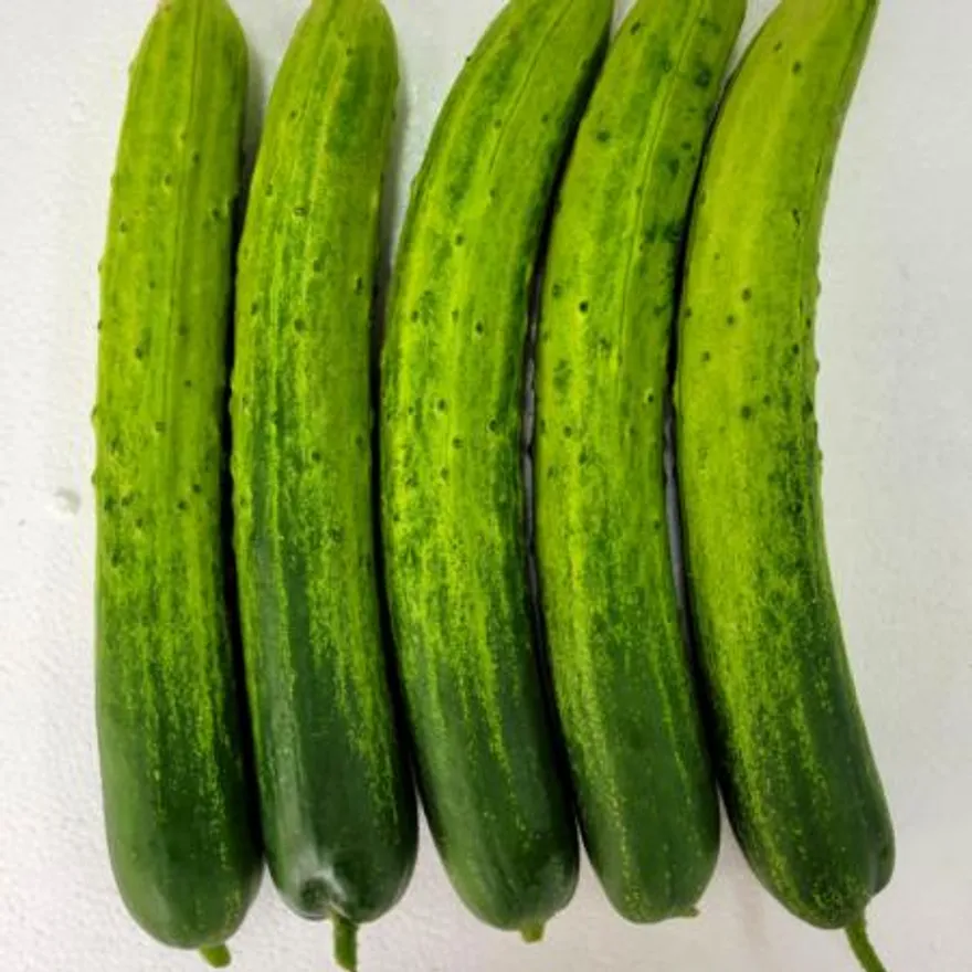 야채왕 백오이 50개 백다다기오이 아삭이오이 이미지