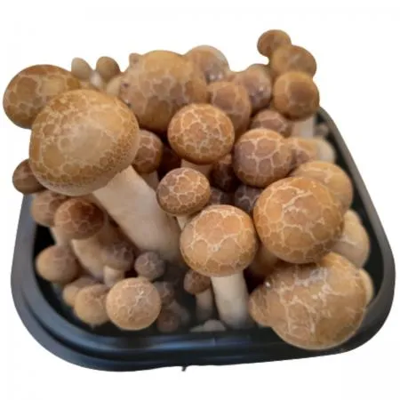 야채왕 만가닥 버섯 10팩 박스 (개당 약150g) 이미지