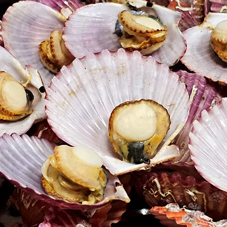 반가리비 10.8kg (5/6미) (180gX10) (6박스묶음) 이미지