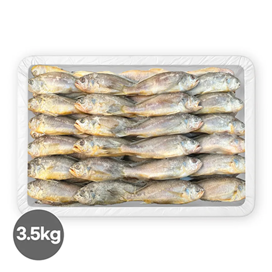 참조기 3.5kg 51/52 중국 이미지
