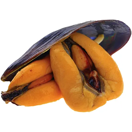 자숙피홍합10kg(1kg 10개입) 이미지