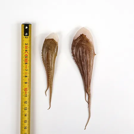 절단쭈꾸미M 5.4kg (900g x 6개) 이미지