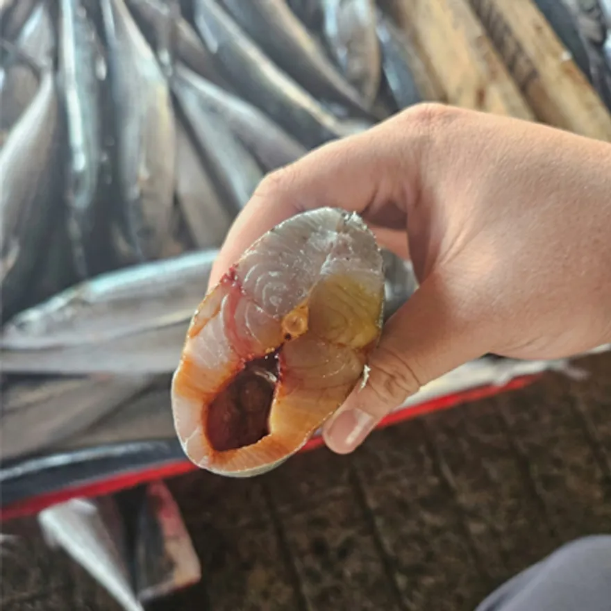 국산 냉동 삼치 원물 10kg (16/17미) 이미지