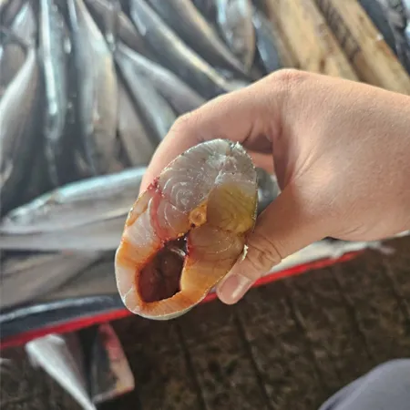 국산 냉동 삼치 원물 10kg (18/20미) 이미지