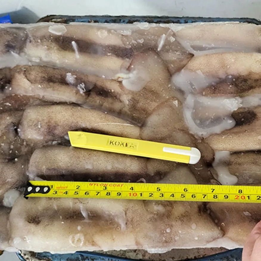 베이트오징어 15kg 11미 (중국) (3kgX5) 이미지