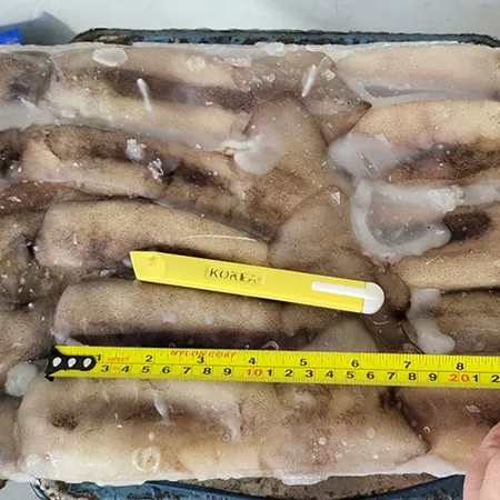 베이트오징어 15kg 11미 (중국) (3kgX5) 이미지
