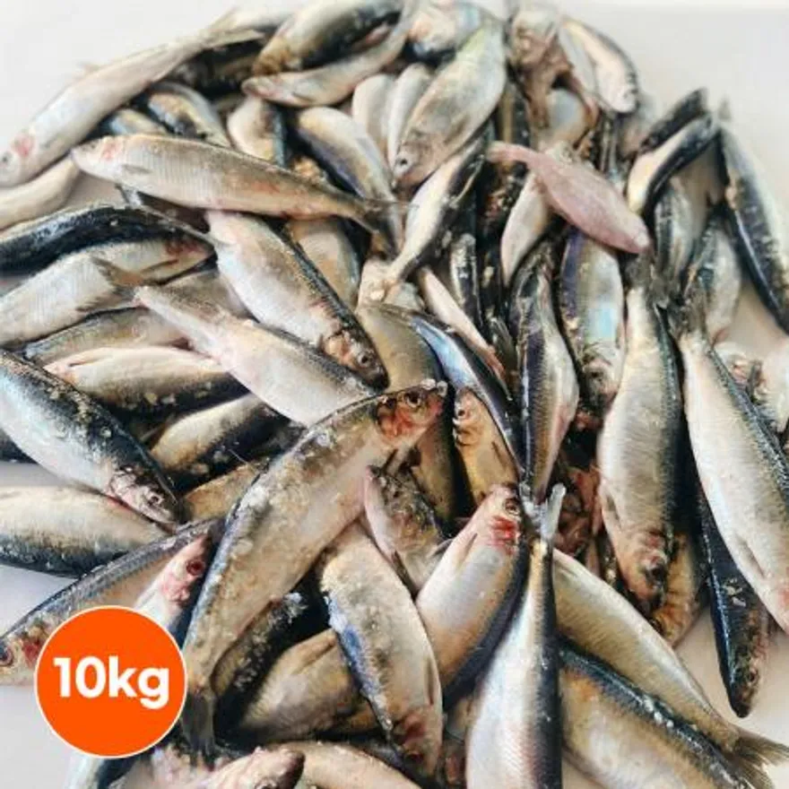 국산 냉동청어 10kg 이미지