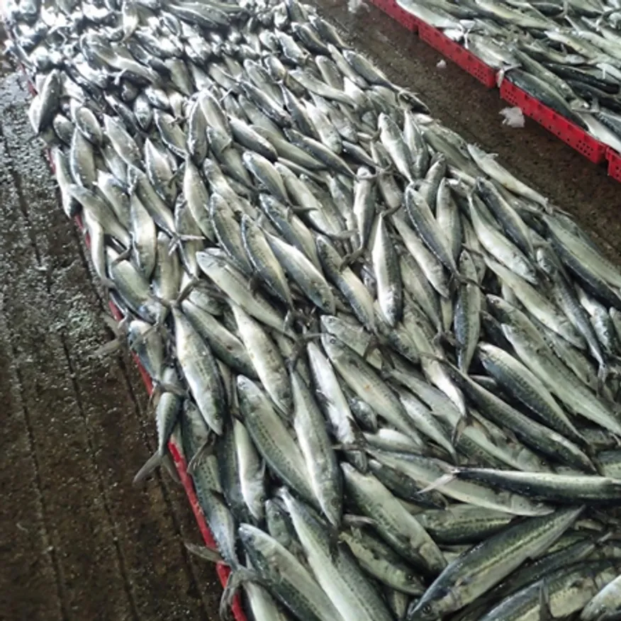 국산 냉동 삼치 원물 10kg (18/20미) 이미지