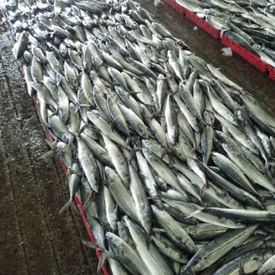 국산 냉동 삼치 원물 10kg (16/17미) 이미지