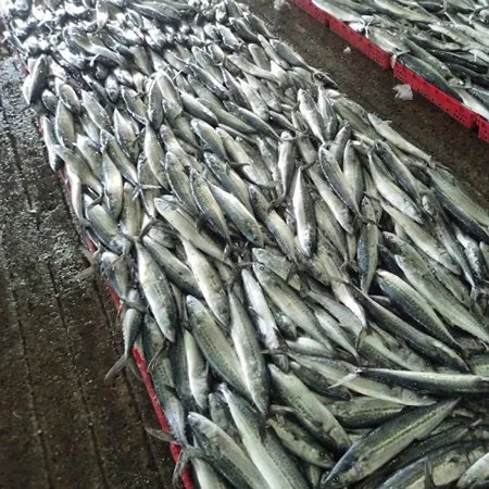 국산 냉동 삼치 원물 10kg (18/20미) 이미지