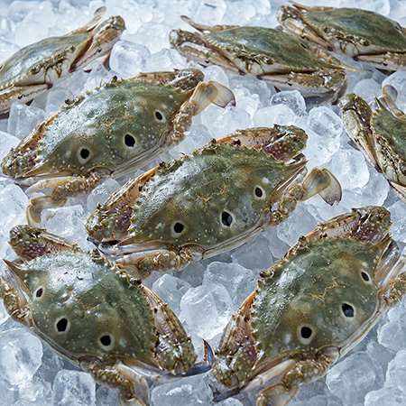 삼점게 6kg 암게 60/80