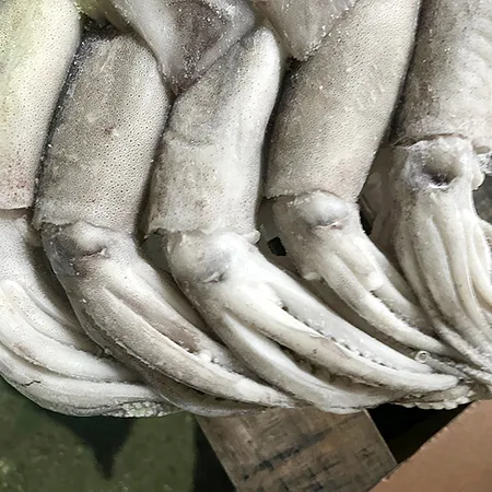 베이트오징어 15kg 10미 (중국)(3kgX5) 이미지