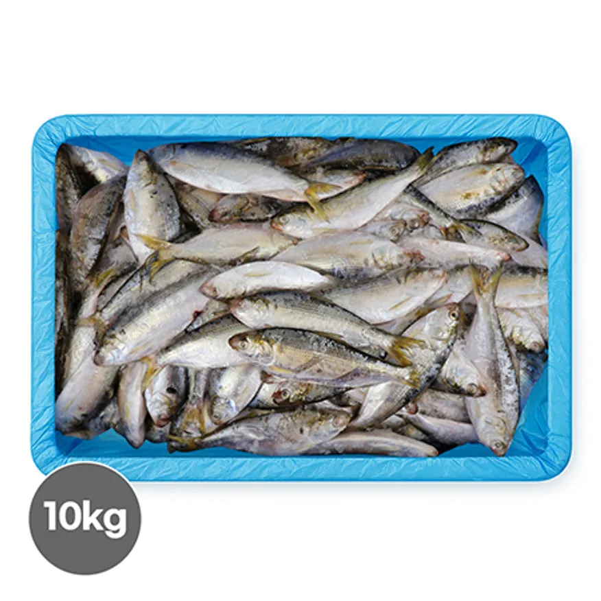 냉동전어10kg/125미내외(구이용) 80/110 이미지