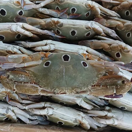 삼점게 6kg 암게 80/100 이미지