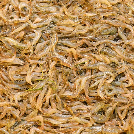 인도 민물새우 8kg (400gx20) 이미지