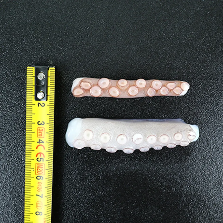 절단낙지M 2.7kg (450gx6) 이미지
