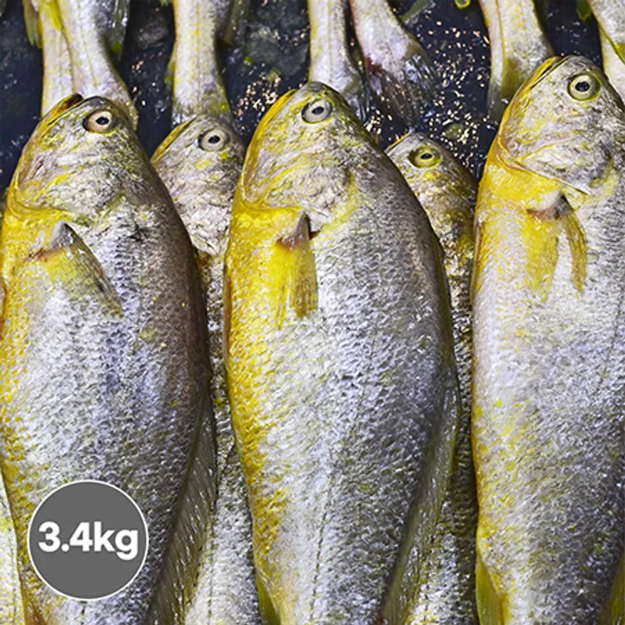 부세 3.4kg 19미 이미지