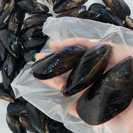 냉동 자숙 피홍합 1kgx10봉 국내산 업소용 산지직송 10kg 이미지